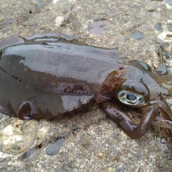 新タックルでの初釣果